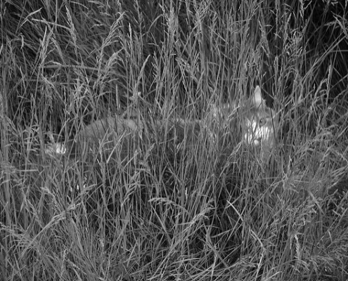 A Turkish Van cat in high grass