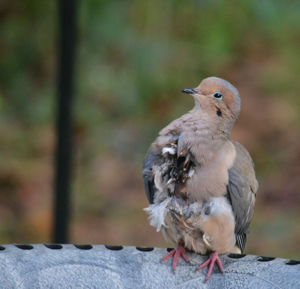 Molting Mourning Dove