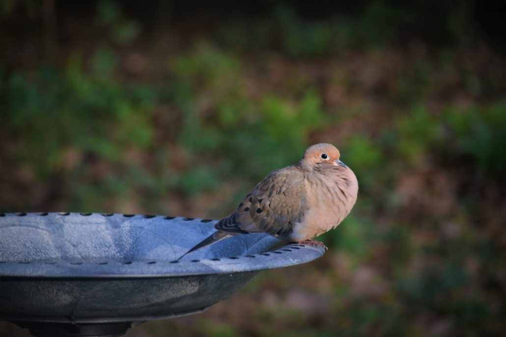 Mourning dove on a bird bath