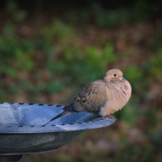 Mourning dove on a bird bath