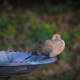 Mourning dove on a bird bath