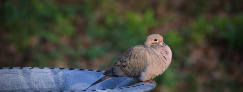 Mourning dove on a bird bath