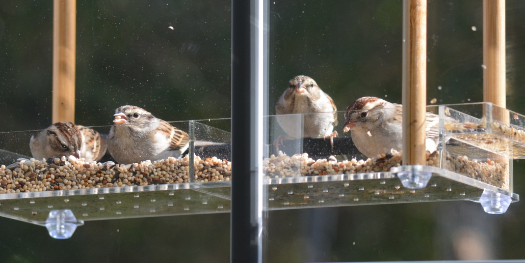 Four sparrows at a bird feeder